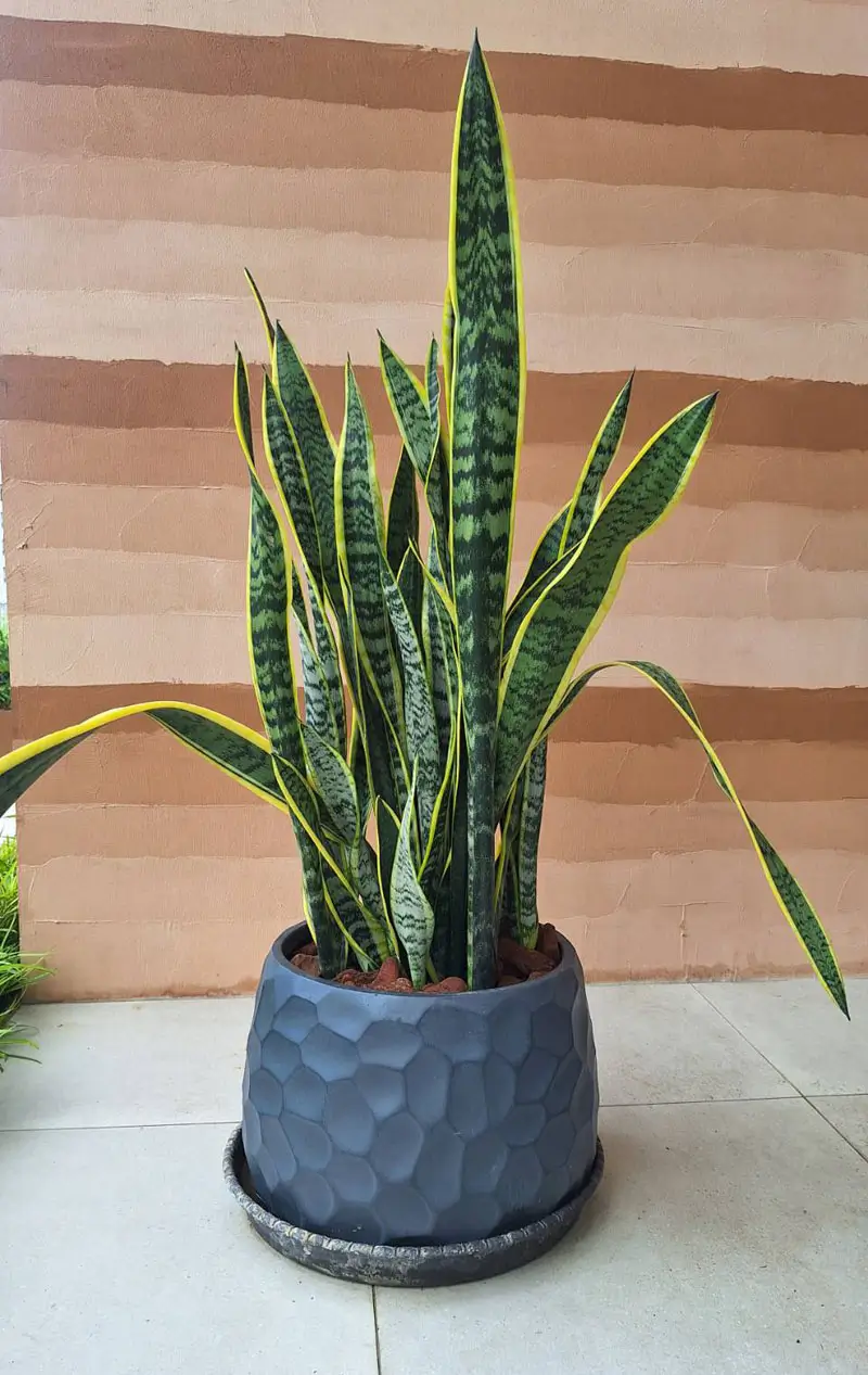 繽紛美羽盆-BF14346P29B_1