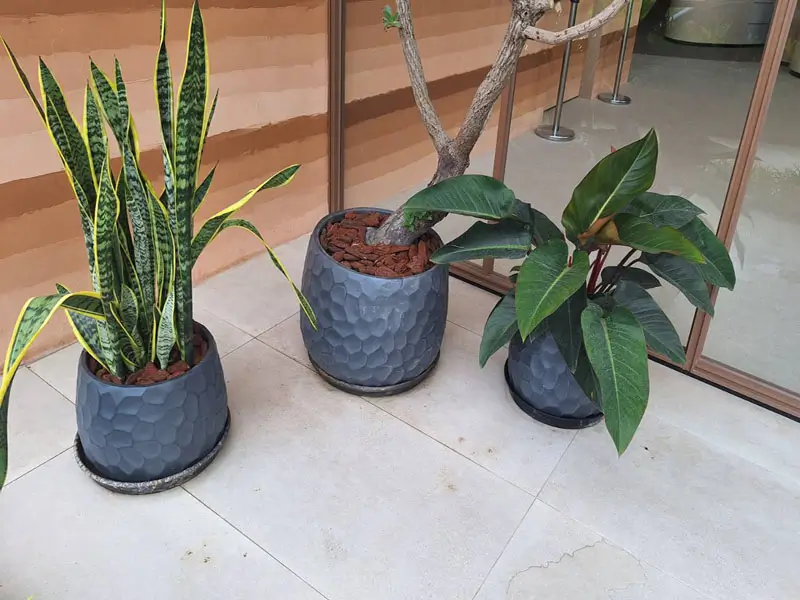 繽紛美羽盆-BF14346P29B_1