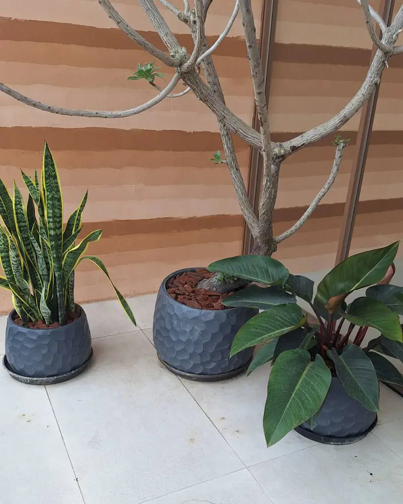 繽紛美羽盆-BF14346P29B_1