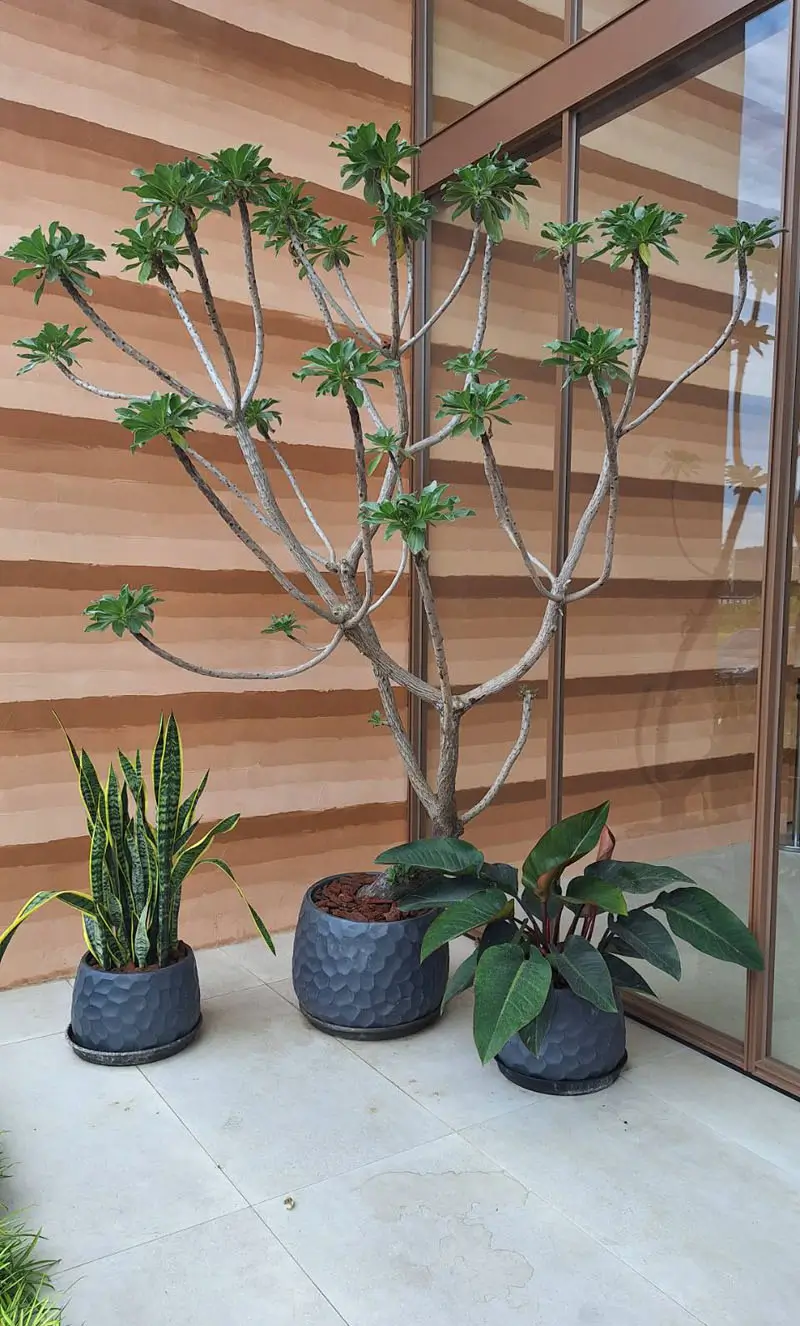 繽紛美羽盆-BF14346P29B_1