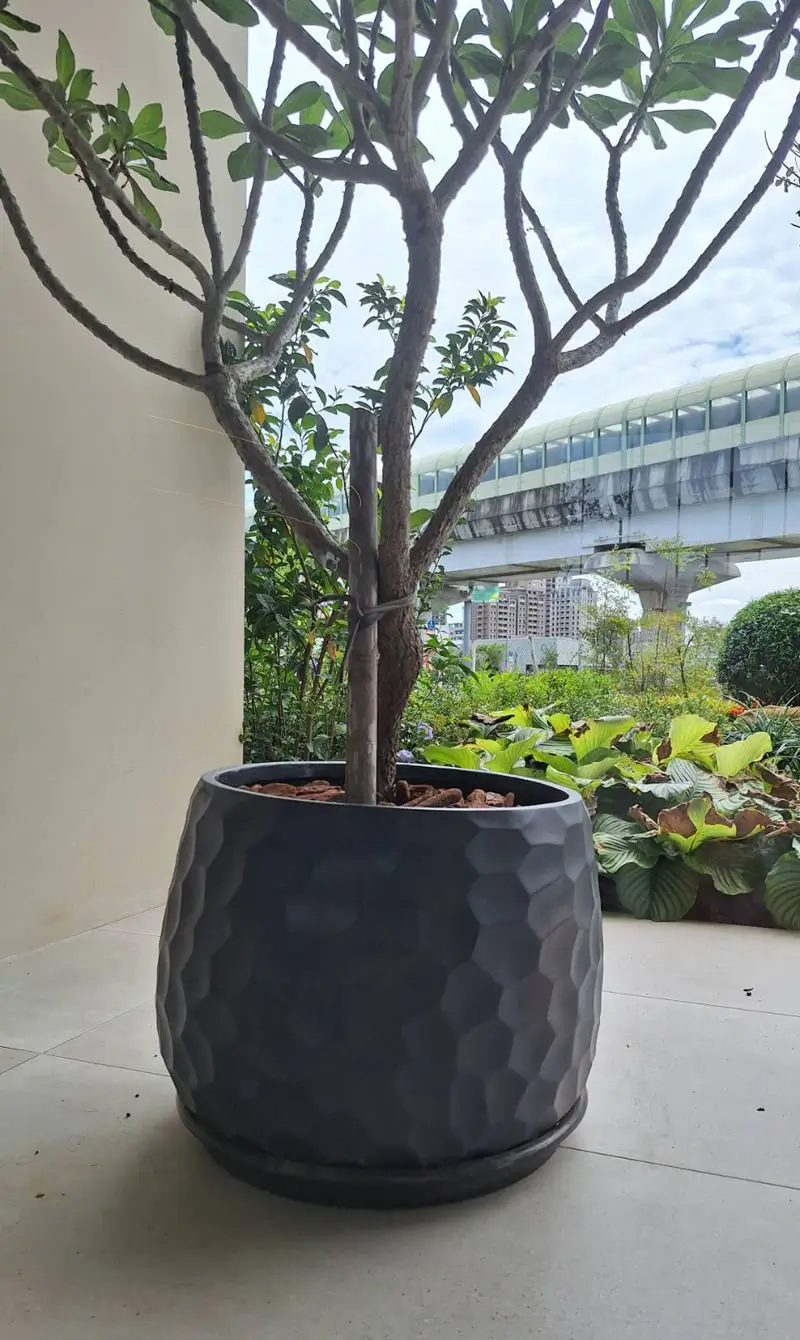 繽紛美羽盆-BF14346P29B_1