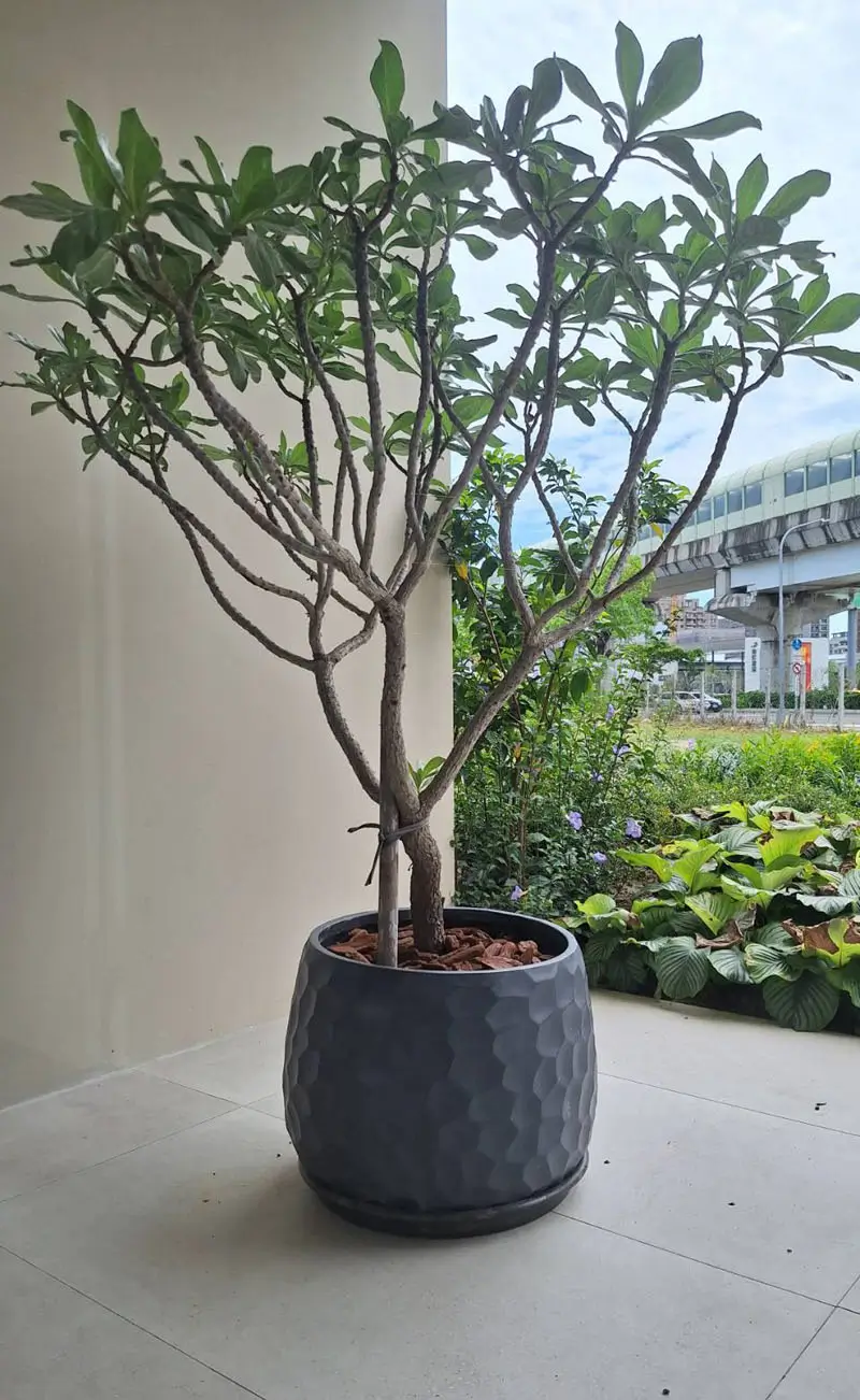 繽紛美羽盆-BF14346P29B_1