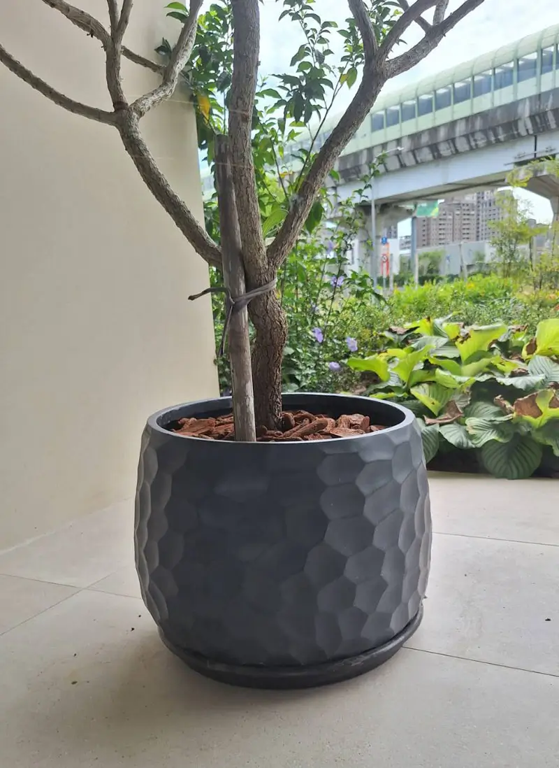 繽紛美羽盆-BF14346P29B_1