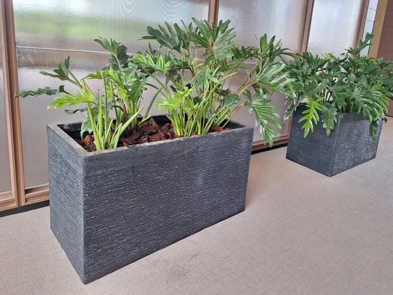 繽紛美羽盆-BF24121P37A_1