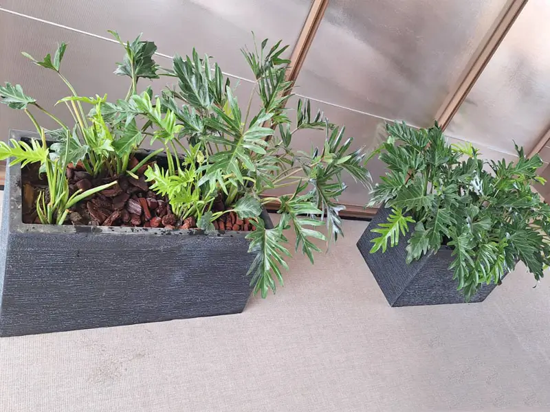 繽紛美羽盆-BF24121P37A_1