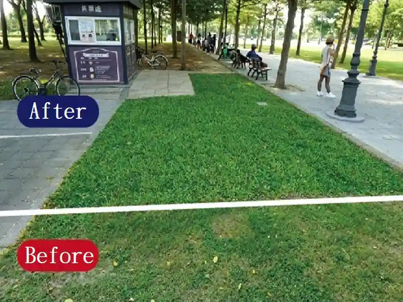 מגן דשא מפלסטיק