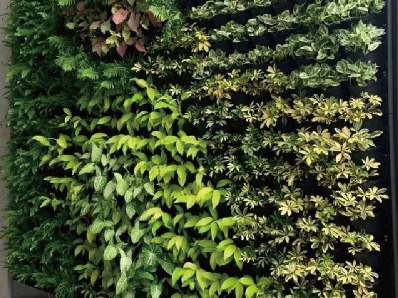 Taiwan Taichung Muro Verde