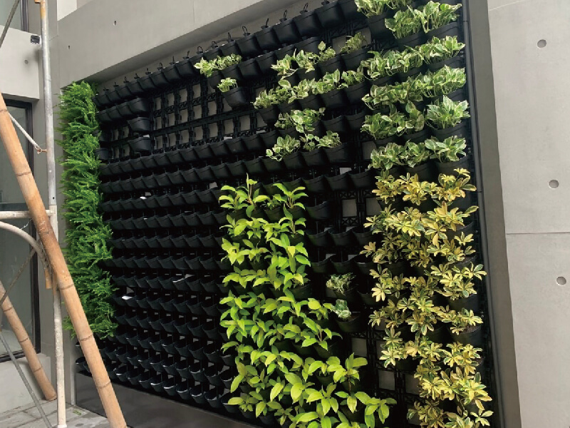 טאיוואן זרעון גן מאופף