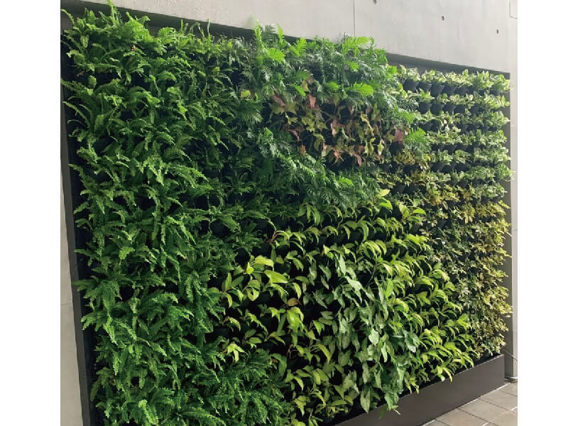 טאיוואן זרעון גן מאופף