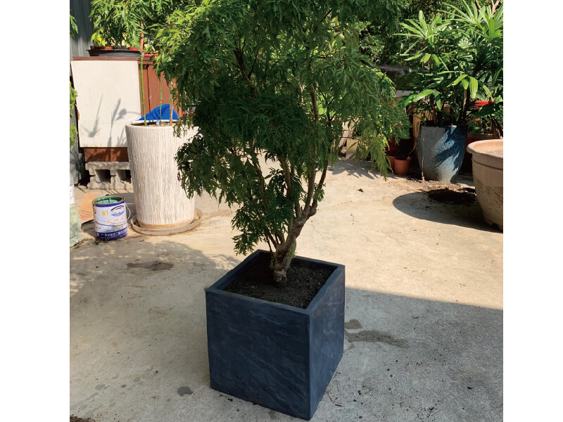 繽紛美羽盆-BF23579P44