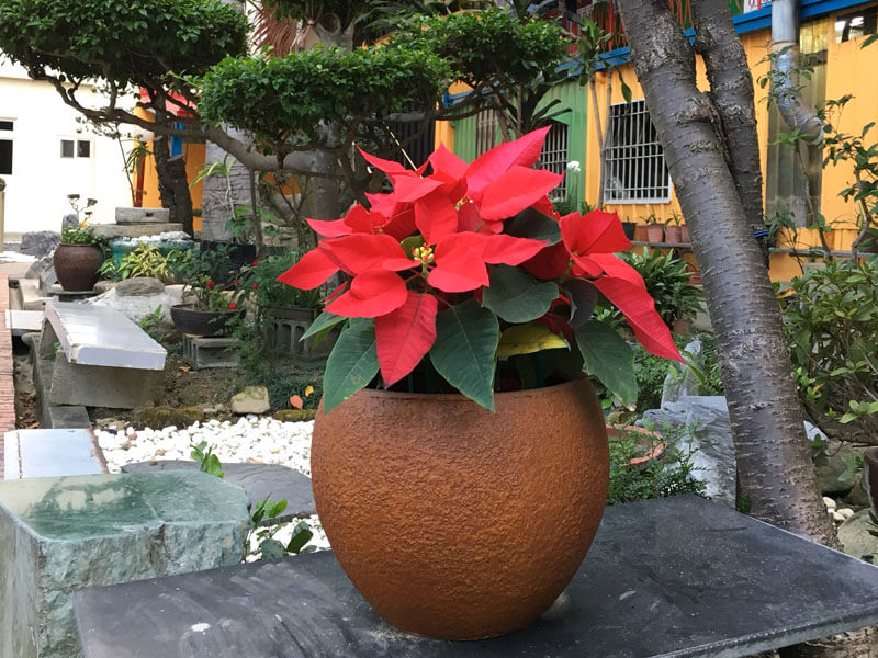 繽紛美羽盆-BF13779P164