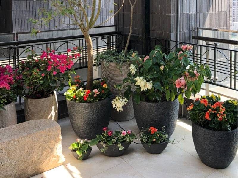 繽紛美羽盆-BF13962P53