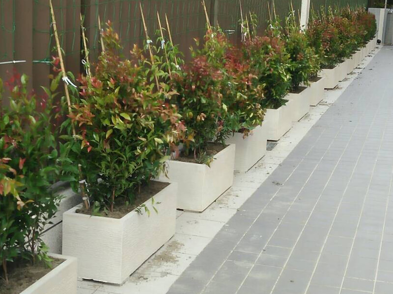 繽紛美羽盆-BF24121P66