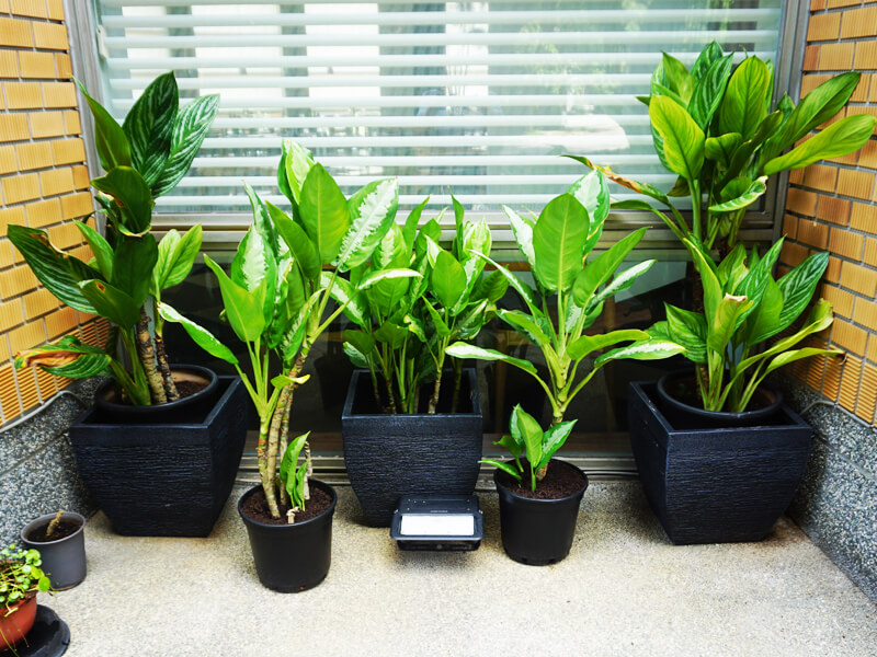 繽紛美羽盆-BF24170P37A