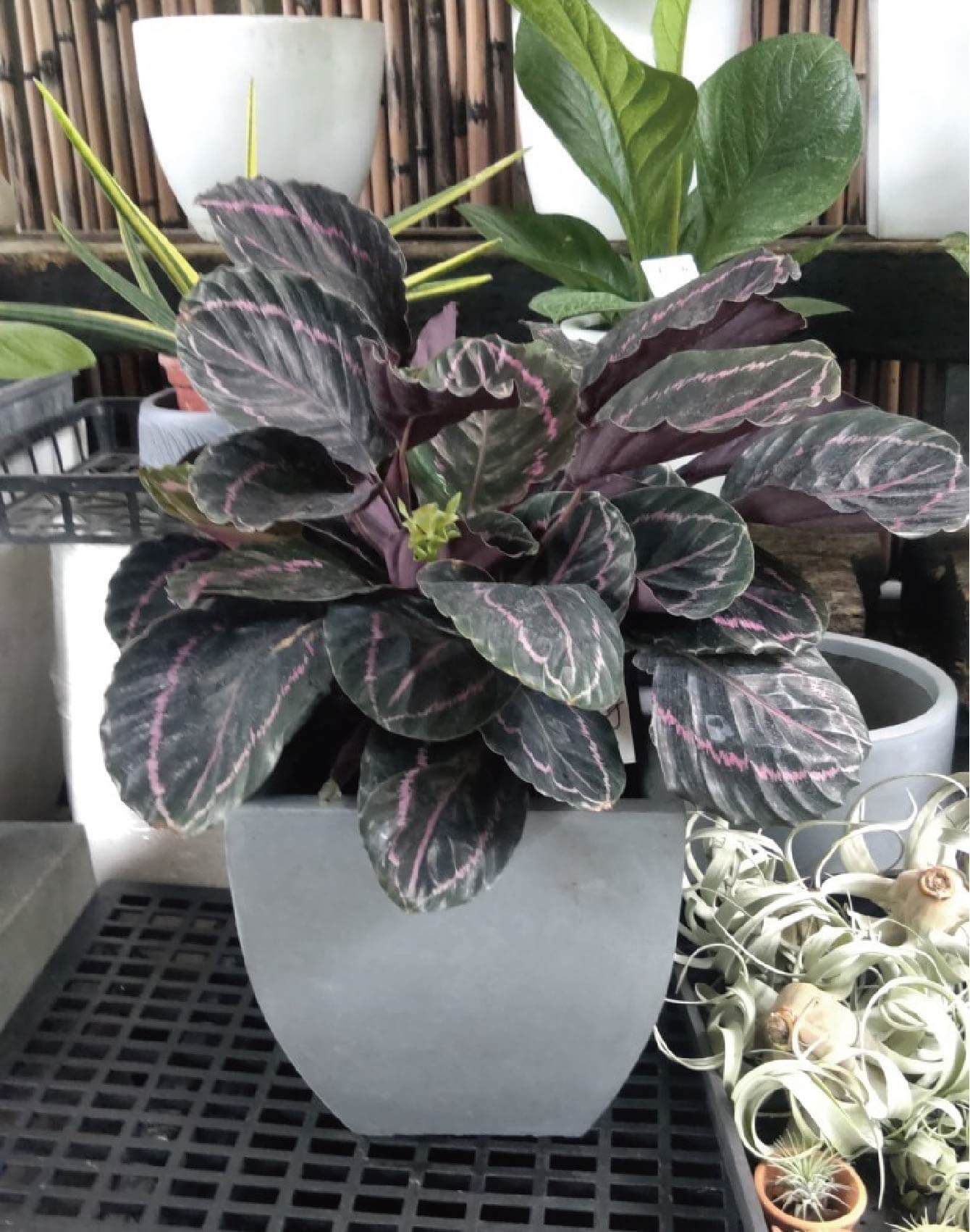 繽紛美羽盆-BF22926P02G