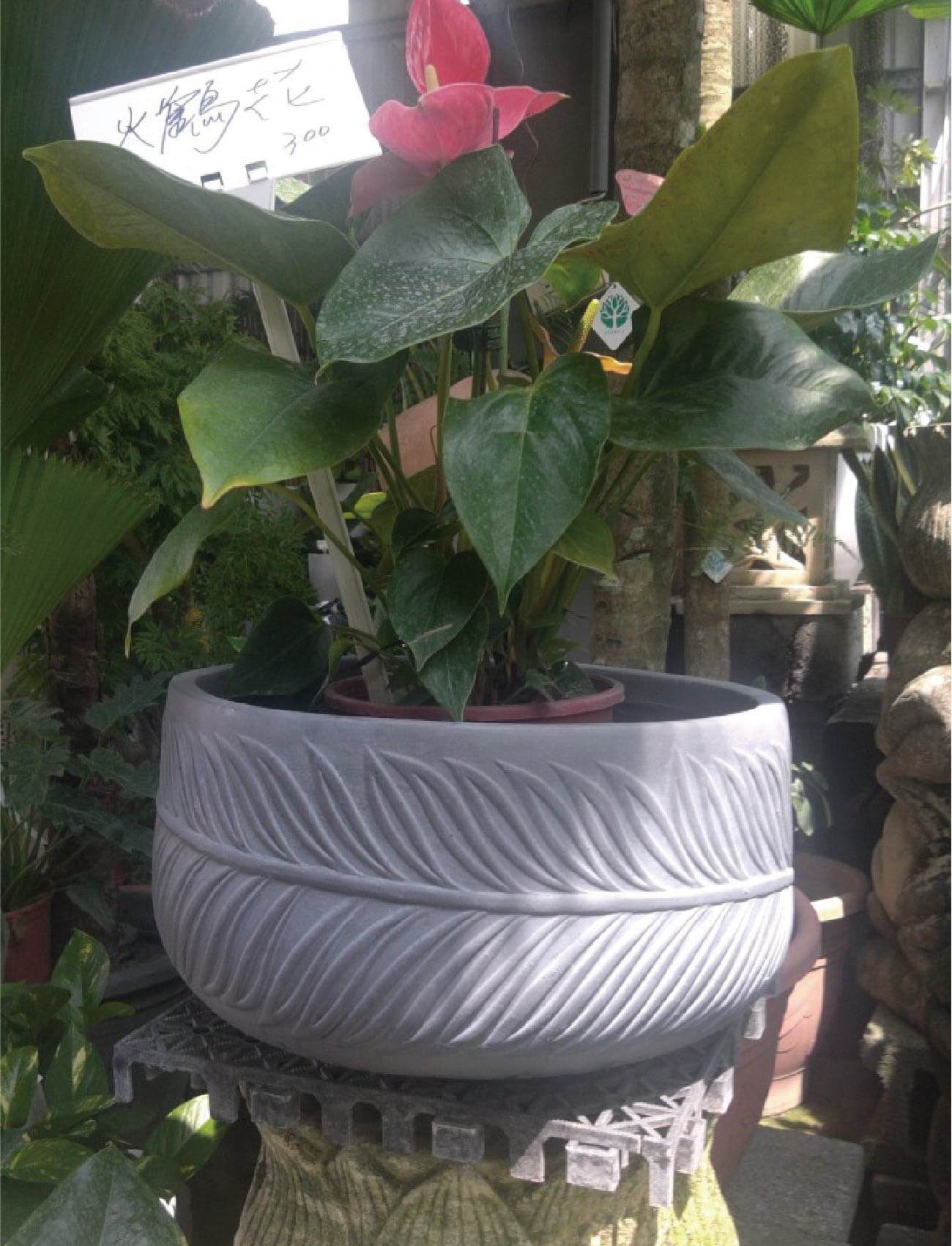 繽紛美羽盆-BF14514TP75