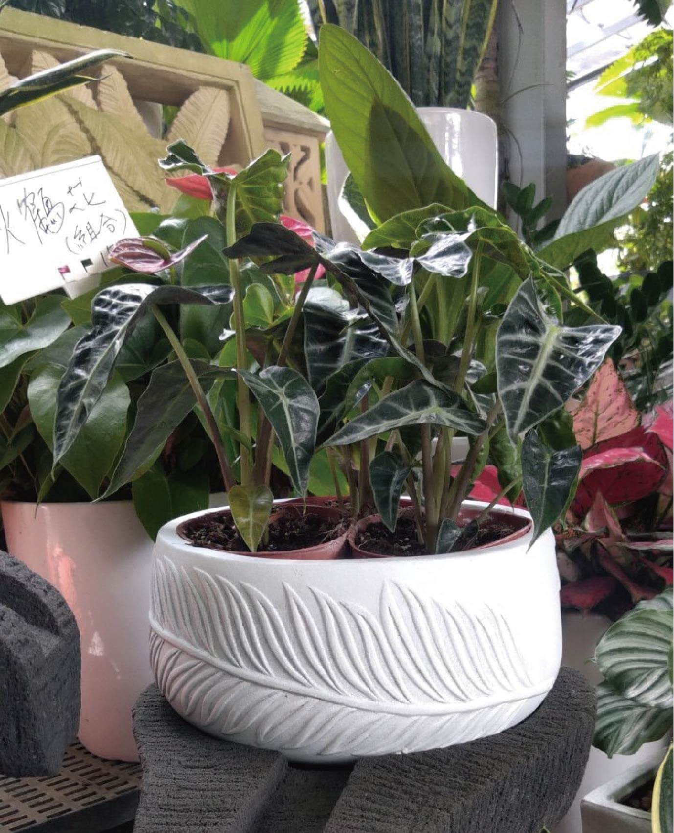 繽紛美羽盆-BF14514TP117