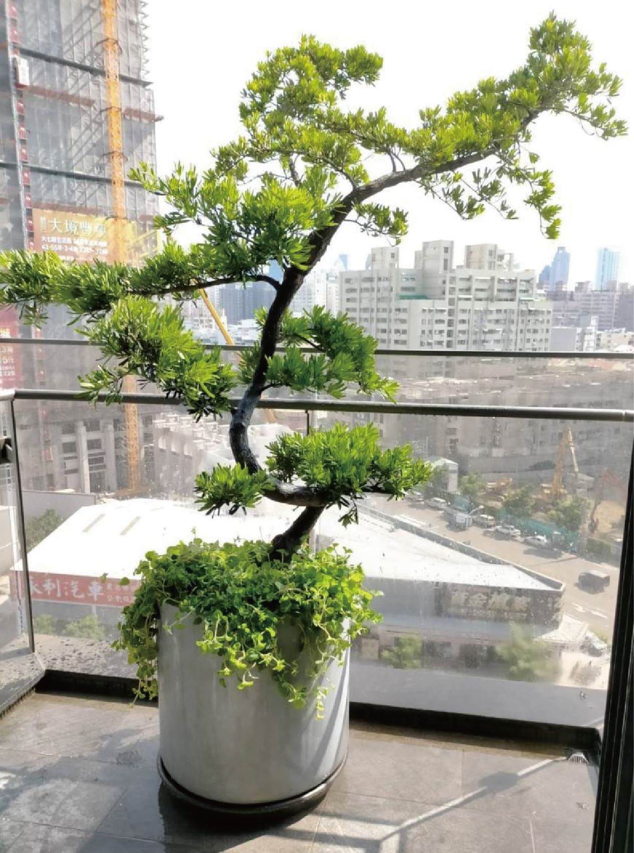 繽紛美羽盆-BF1229P02G