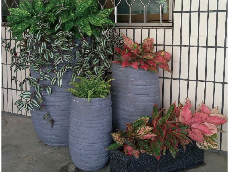 繽紛美羽盆-BF14440P75