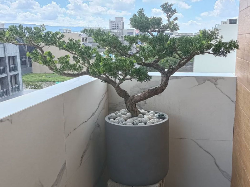 繽紛美羽盆-BF20241113