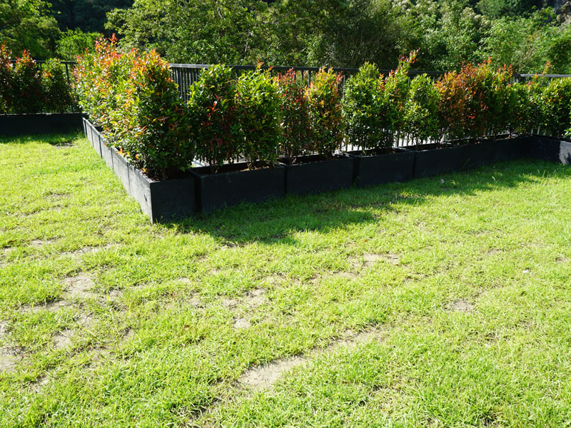 繽紛美羽盆-BF24121P38A